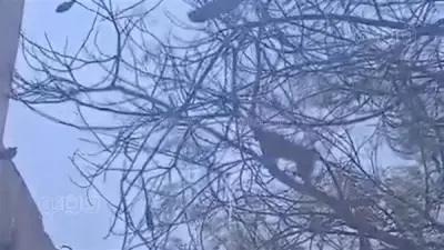 قرد هارب يثير الذعر بمدينة السادات في المنوفية والأجهزة تتحرك