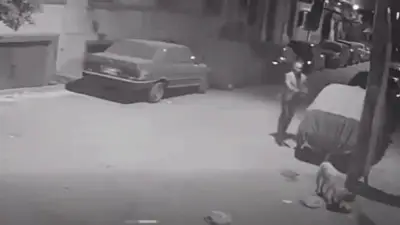 نهاية مأساوية لكلب ضال في أسيوط.. موظف يطلق النار عليه أثناء تناوله الطعام