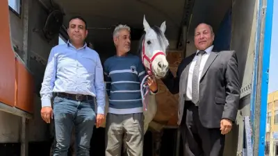 مصر تصدر أول شحنة من الخيول العربية الأصيلة إلى الأردن في خطوة تاريخية