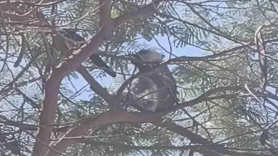 تشكيل لجنة موسعة للقضـاء على قرد هارب من حديقة حيوان بالسادات