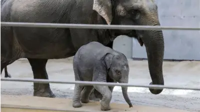 ولادة فيل آسيوي نادر في حديقة واشنطن بعد ربع قرن من الانتظار