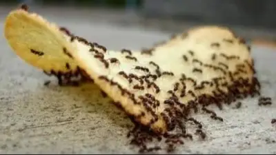 حيل مبتكرة للتخلص من النمل باستخدام بقايا القهوة والخندق الصغير