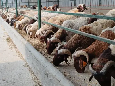 وزارة الزراعة تعلن تفاصيل طرح اللحوم والأضاحي بأسعار مناسبة قبل عيد الأضحى