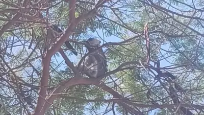 مطاردة قرد هارب في المنوفية تنتهي بالفشل بعد ساعات من البحث المكثف