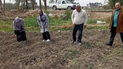 طلب برلماني لإصلاح منظومة القطن المصري وضمان سعر عادل للمزارعين