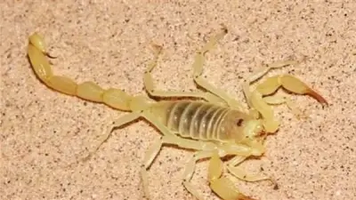 إصابة فتاة وصغير بلدغات عقارب سامة بالفرافرة في الوادي الجديد