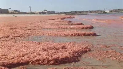 ظاهرة بحرية طبيعية تتسبب في نفوق كميات ضخمة من الجمبري على شواطئ عمان