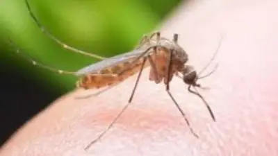 خبير يحذر من زيادة الحشرات في الصيف وانتقال أمراض خطيرة