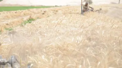 الزراعة: أجواء ربيعية مائلة للصيف والجمعة أفضل أيام الأسبوع للري والحصاد