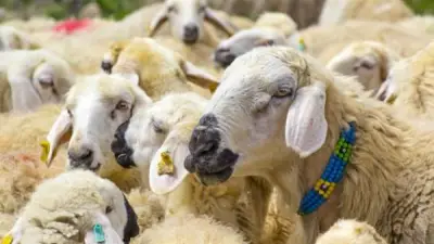 دار الإفتاء توضح كيفية تقسيم الأضحية المنذورة والمستحبة