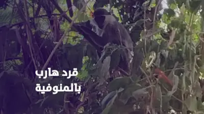 قرد هارب يدعى لولو يثير الذعر في المنوفية ويشغل السوشيال ميديا