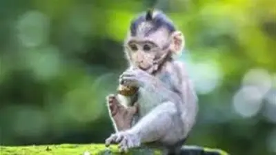 تفسير حلم القرد الصغير في المنام ودلالاته على المرض والعدو