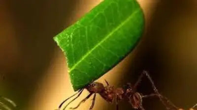 وجود النمل في البيت: هل هو دليل رزق أم حسد؟ حكم قتله وطرق التخلص منه