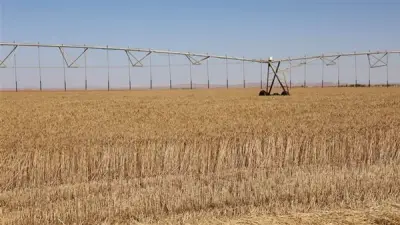 الوادي الجديد تتصدر محافظات مصر في حصاد القمح هذا الموسم