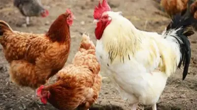 شعبة الدواجن: انخفاض الأسعار بفضل المخزون الاستراتيجي من الأعلاف