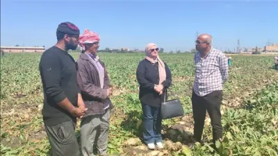 الدقهلية تحتفل بيوم حصاد بنجر السكر في ميت سويد بحضور وكيل الزراعة