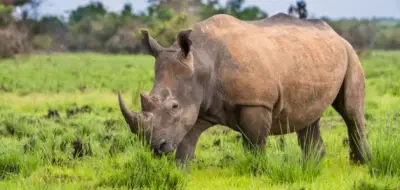 مأساة في القرن: حارس يلقى حتفه على يد حيوانه