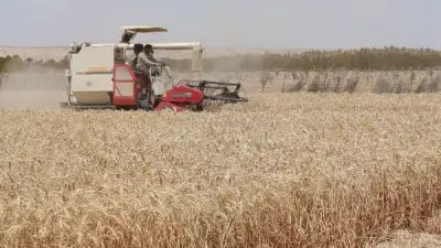 إنجاز غير مسبوق.. زراعة القمح بمياه شديدة الملوحة تنجح في المغرة