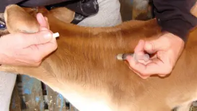 انطلاق الحملة القومية الثانية للتحصين ضد الحمى القلاعية في كفر الشيخ غداً