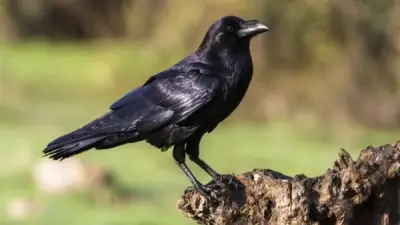 تفسير رؤية الغراب في المنام وأثره على الأخبار السيئة والهموم