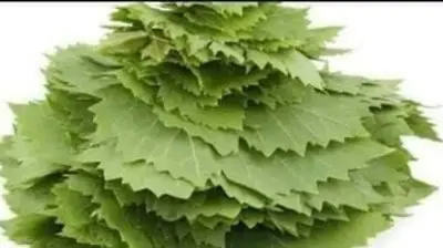 تأثير تناول ورق العنب على جسمك: فوائد صحية وتحذيرات مهمة