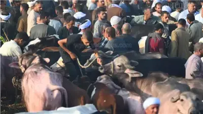 شعبة القصابين: ارتفاع أسعار أضاحي العيد بسبب خسائر المربين من الحمى القلاعية