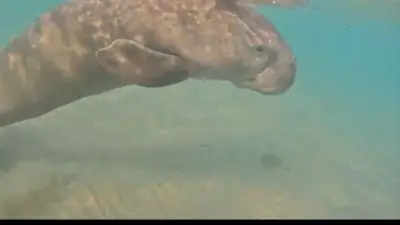 محميات البحر الأحمر: صغيرة عروس البحر بحالة جيدة ولا تزال بالمياه الضحلة