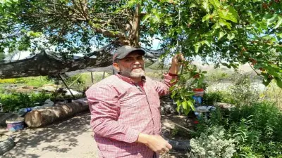 مغامرة التوت في الربيع: رزق موسمي للباعة ومتعة مجانية للأطفال