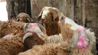 أمين الفتوى يوضح حكم الجمع بين نية الزكاة والأضحية في مال واحد