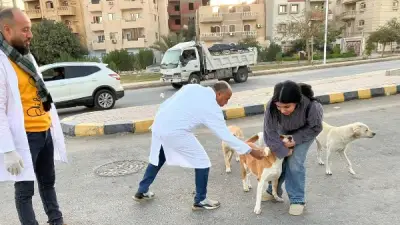 جمعيات الرفق بالحيوان تطالب باعتماد النموذج العلمي للتعامل مع الكلاب الضالة