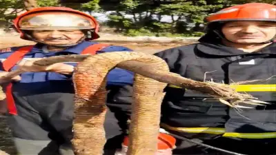 قوات الحماية المدنية تسيطر على أفعى ضخمة بقرية في الغربية