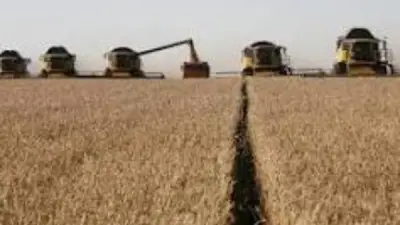 نجاح زراعة القمح بمياه شديدة الملوحة في الريف المصري