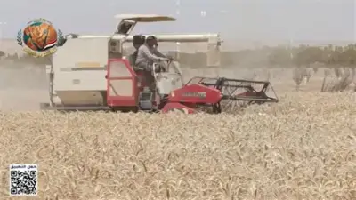 نجاح زراعة القمح بمياه عالية الملوحة.. إنجاز يدعم الأمن الغذائي في مصر