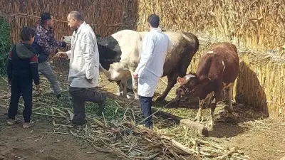 تحذير عاجل من الزراعة: لقاحات مجهولة تهدد الماشية بالحمى القلاعية