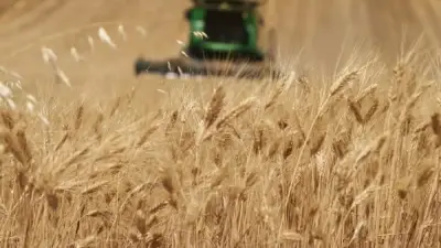 القبض على متهمي سرقة القمح بالشرقية واعترافهم بارتكاب الواقعة