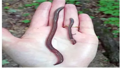 دودة الطعم الآسيوية القافزة تهدد البيئة والزراعة في العالم