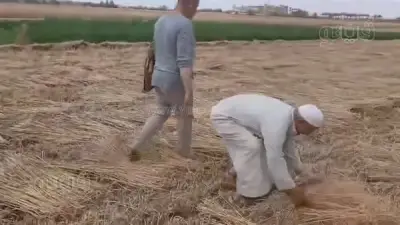 ضبط المتهم بسرقة محصول القمح في الشرقية واستعادة المسروقات