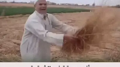 اختفاء محصول قمح في الشرقية خلال ساعتين.. تفاصيل صادمة