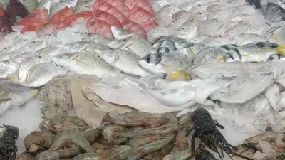 أوروبا تفتح أبوابها للأسماك المصرية.. البلطي والجمبري يتصدران قائمة الصادرات