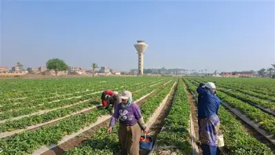 موسم حصاد الفراولة بالقليوبية يحيي آمال المزارعين والنساء المعيلات