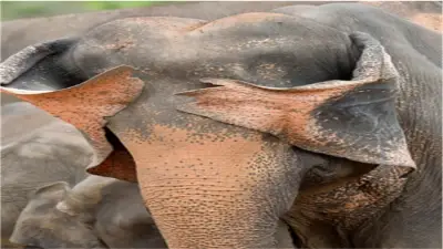 صور طريفة للحيوانات البرية تفوز بجوائز نيكون الدولية