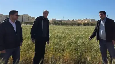 جامعة الملك سلمان تحقق إنجازًا بحثيًا بزراعة القمح بمياه شديدة الملوحة