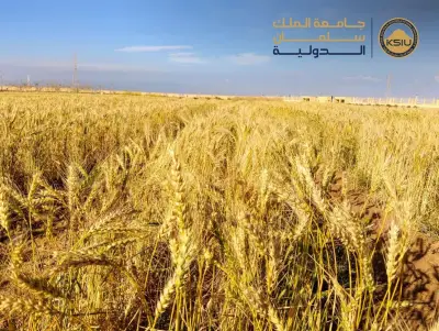 نجاح زراعة القمح بمياه مالحة في جنوب سيناء.. إنجاز بحثي مصري