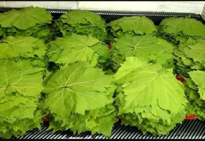 طريقة تخزين ورق العنب في المنزل.. سر الحفاظ عليه طازجا طوال العام