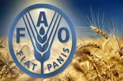 من ملاعب القاهرة إلى العالمية: نموذج الفاو كرة ثلج مصرية تواجه شبه الجوع العربي