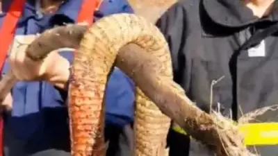 حالة ذعر في الغربية بعد ظهور أفعى كوبرا ضخمة وتحرك عاجل للحماية المدنية