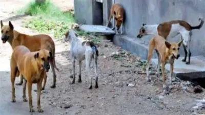 مصرع طفل في الشرقية بعد هجوم أربعة كلاب مسعورة عليه