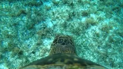 كاميرات السلاحف تكشف أسرار الحياة البحرية بتفاصيل غير مسبوقة