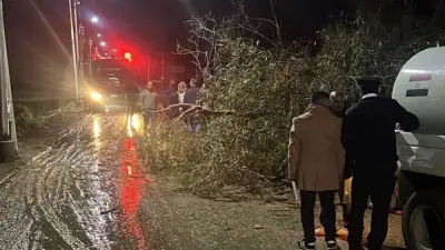 العناية الإلهية تنقذ أهالي زفتى من كارثة بعد سقوط شجرة على أسلاك الكهرباء بسبب الرياح الشديدة
