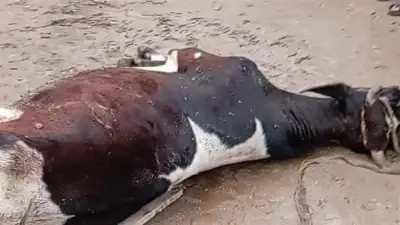 نفوق ماشية بالصعق الكهربائي في الفيوم بسبب الطقس السيئ والأمطار